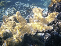 SEA&SEA